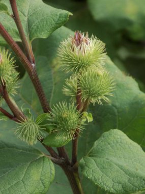 Burdock (