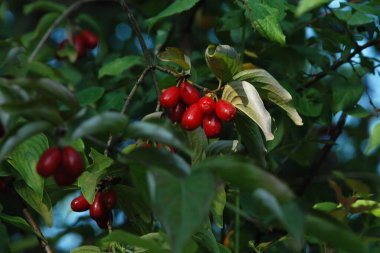 Cornus (Cornus), Cornus familyasından bir bitki cinsidir.