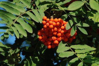 Castle Hill 'in genel manzarası