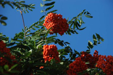 Castle Hill 'in genel manzarası