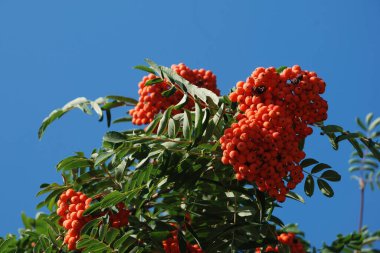 Castle Hill 'in genel manzarası