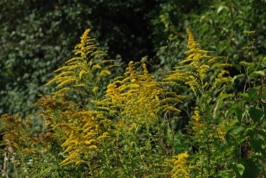 Golden Cowl Canadian (Latin Solidgo canadnsis), bloom, family astropeus, flowers, general view, genus goldenrod, green, leaves, or composite, taç yaprakları, plant, weed, wild, yellow  