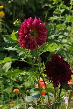 Çalı şakayığı (Paeonia kadın hakları savunucusu) 