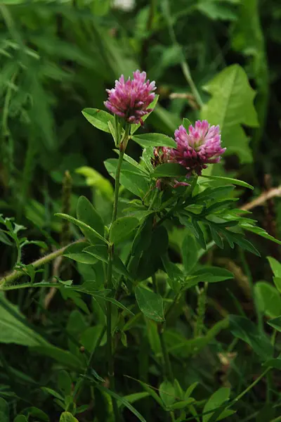 stock image Clover (Trifolium) is a genus of annual or perennial plants of the legume family.