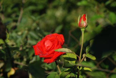  Kırmızı gül (Latin Rosa L.)