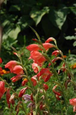 Kosariki (Gladiolus), midye familyasından uzun ömürlü bir bitki cinsidir. 