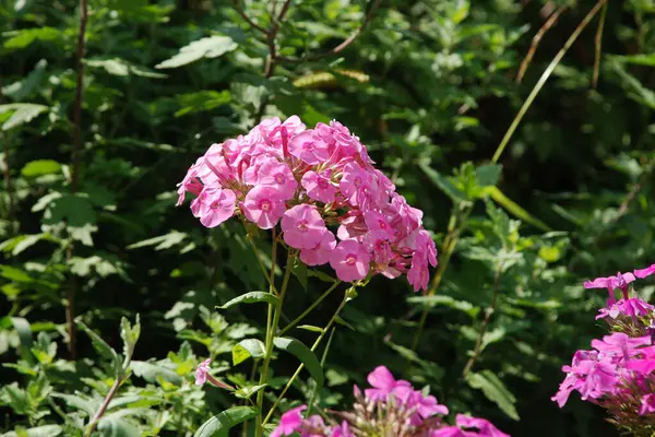 Phlox (lat. Phlox, Polemoniaceae familyasından güzel çiçekli bir bitki cinsidir..