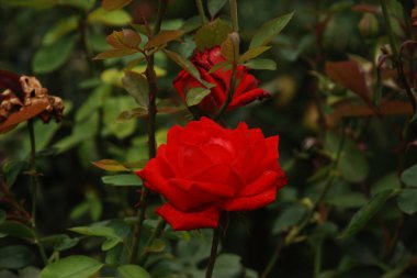  Kırmızı gül (Latin Rosa L.)