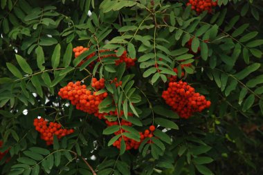 Castle Hill 'in genel manzarası