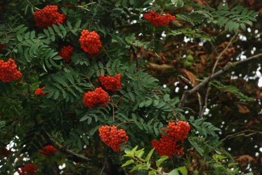 Castle Hill 'in genel manzarası