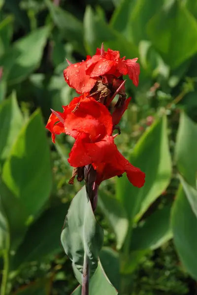 stock image Canna, kana (Canna) is a single genus of plants of the monotypic Cannaceae family