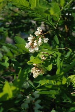 Acacia (Acacia), baklagiller familyasından bir bitki cinsidir..