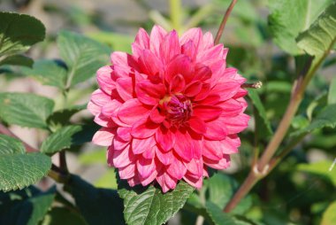 Çalı şakayığı (Paeonia kadın hakları savunucusu) 