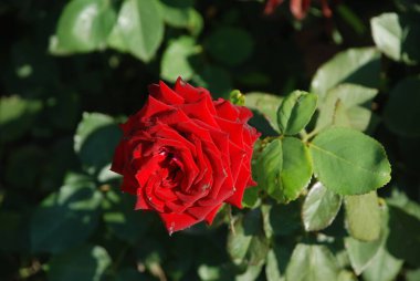  Kırmızı gül (Latin Rosa L.)