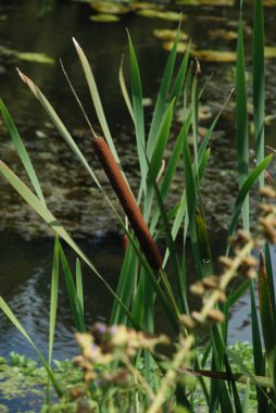 Genel kamış, güney kamış (Phragmites australis; Phragmites communis, Yunanca 