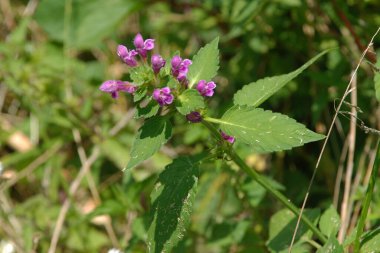 Orman menekşesi (Viola reichenbachiana)