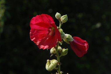  Kırmızı gül (Latin Rosa L.)