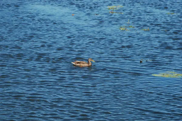 Mallard (Anas platyrhynchos), ördek familyasından Anseriformes familyasından bir kuş türü..