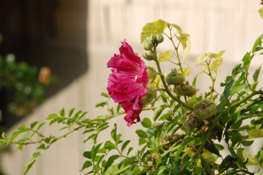 Malva, veya mallow (lat. Mlva)