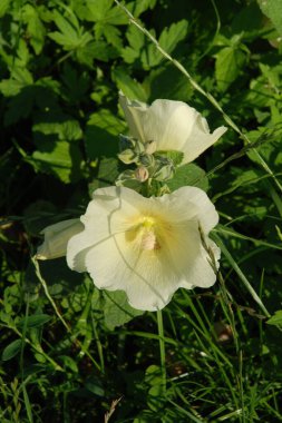 Malva, veya mallow (lat. Mlva)