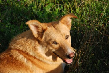 Köpek ya da evcil köpek (Canis lupus familiaris))