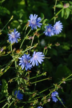 Centaurea, Saster familyasından bir bitki cinsidir.