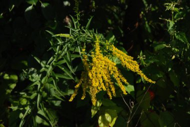 Golden Cowl Canadian (Latin Solidgo canadnsis), bloom, family astropeus, flowers, general view, genus goldenrod, green, leaves, or composite, taç yaprakları, plant, weed, wild, yellow