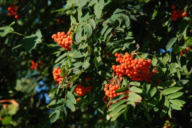 Castle Hill 'in genel manzarası