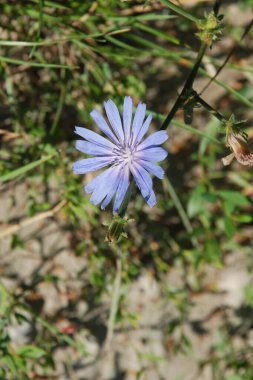 Centaurea, Saster familyasından bir bitki cinsidir.