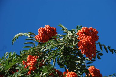 Castle Hill 'in genel manzarası