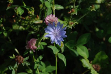 Centaurea (
