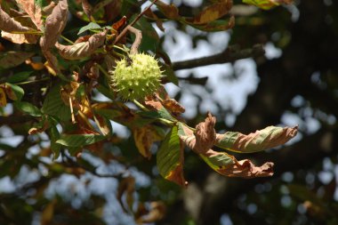 Chestnut (Castanea Tourn) is a genus of deciduous trees of the beech family.Chestnut blossoms clipart