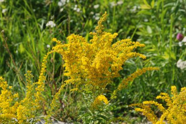 Golden Cowl Canadian (Latin Solidgo canadnsis), bloom, family astropeus, flowers, general view, genus goldenrod, green, leaves, or composite, taç yaprakları, plant, weed, wild, yellow