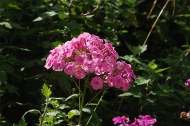 Phlox (lat. Phlox, Polemoniaceae familyasından güzel çiçekli bir bitki cinsidir..