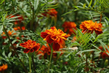 Castle Hill 'in genel manzarası 