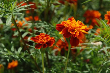 Castle Hill 'in genel manzarası 