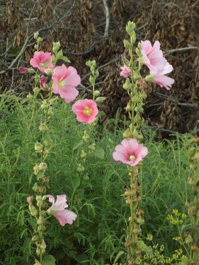 Malva, veya mallow (lat. Mlva)          