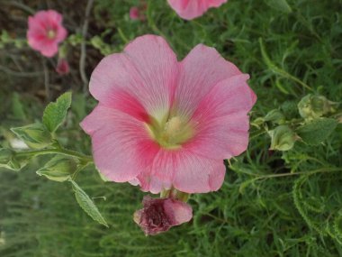 Malva, veya mallow (lat. Mlva)          