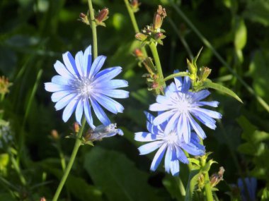 Centaurea, Saster familyasından bir bitki cinsidir.