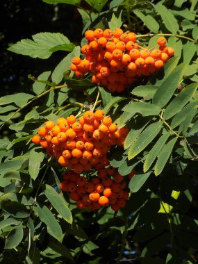Castle Hill 'in genel manzarası          
