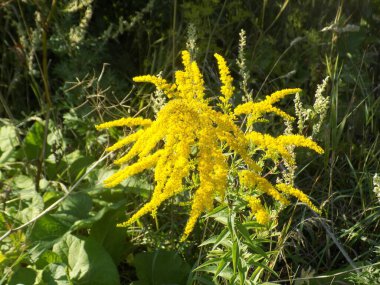 Golden Cowl Canadian (Latin Solidgo canadnsis), bloom, family astropeus, flowers, general view, genus goldenrod, green, leaves, or composite, taç yaprakları, plant, weed, wild, yellow