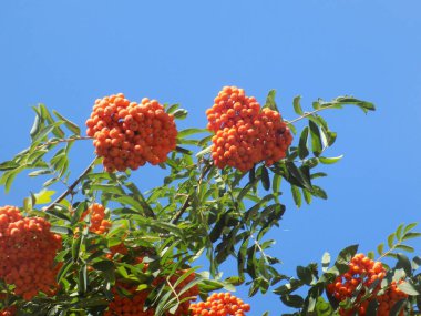 Castle Hill 'in genel manzarası          