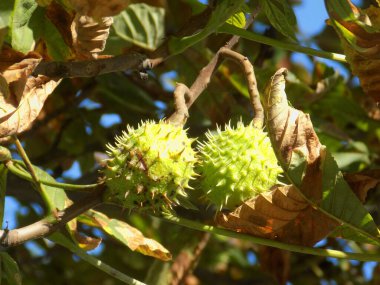 Chestnut (Castanea Tourn), kayın familyasından bir yaprak ağacı cinsidir.