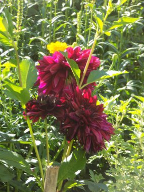 Bush peony (Paeonia  suffruticosa)           