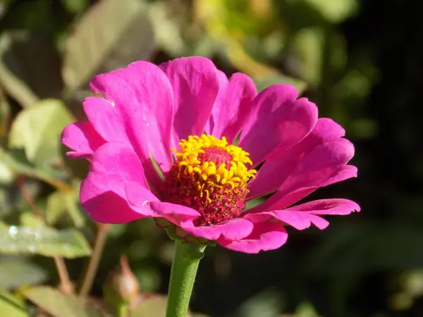 stock image Zinnia (lat. Znnia) is a genus of annual and perennial plants of the Asteraceae family.