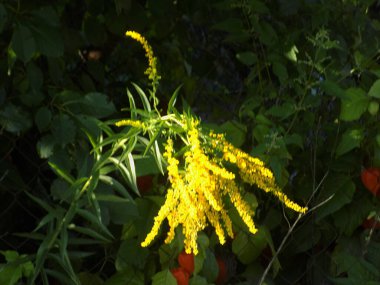 Golden Cowl Canadian (Latin Solidgo canadnsis), bloom, family astropeus, flowers, general view, genus goldenrod, green, leaves, or composite, taç yaprakları, plant, weed, wild, yellow          