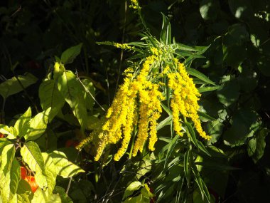 Golden Cowl Canadian (Latin Solidgo canadnsis), bloom, family astropeus, flowers, general view, genus goldenrod, green, leaves, or composite, taç yaprakları, plant, weed, wild, yellow
