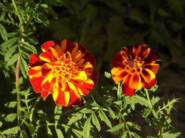 Castle Hill 'in genel manzarası 