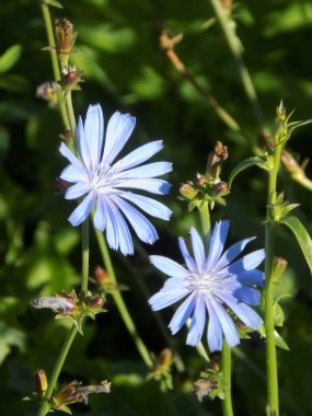 Centaurea, Saster familyasından bir bitki cinsidir.           