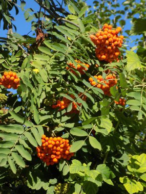 Castle Hill 'in genel manzarası          